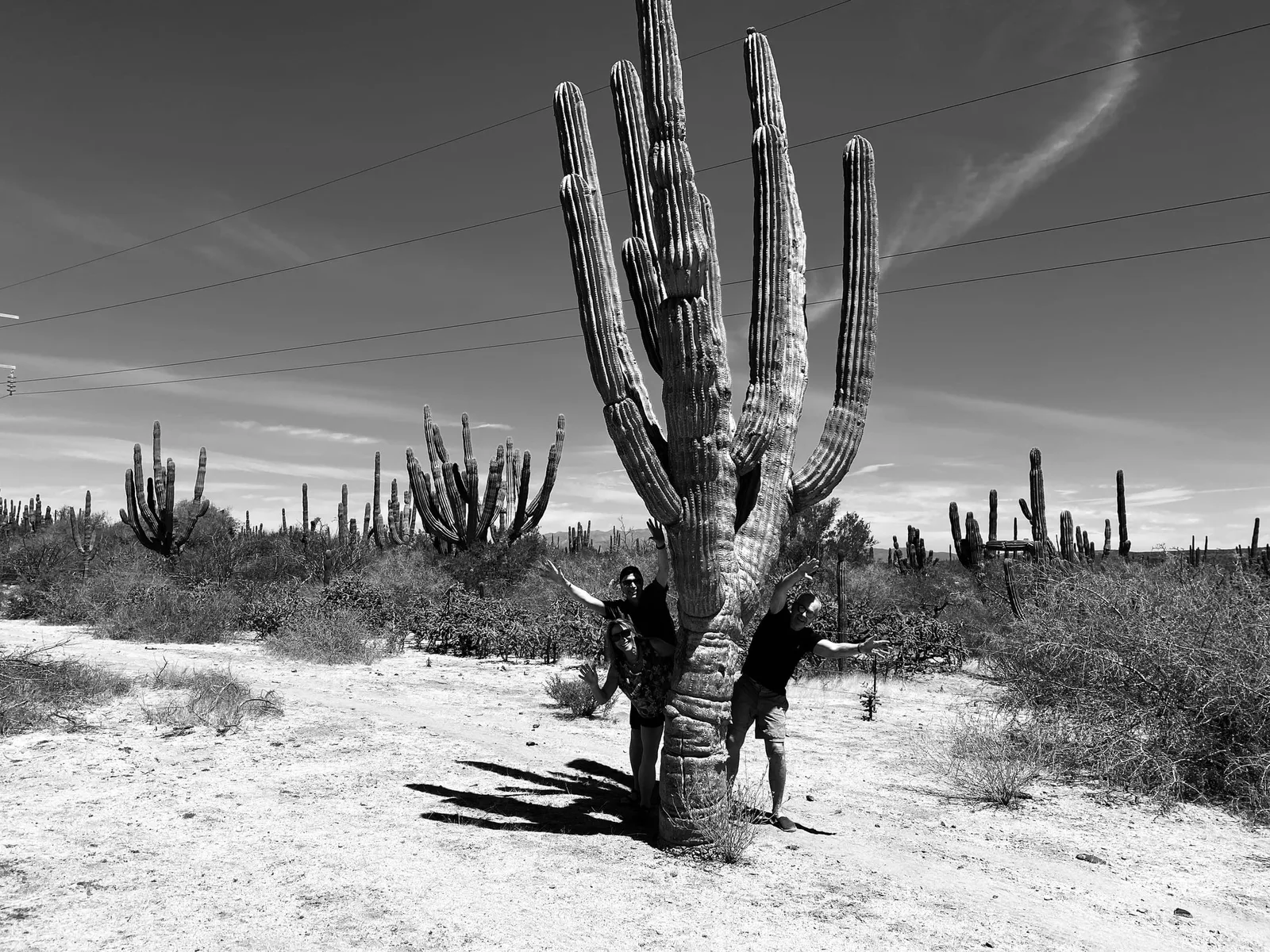 Gathering group with giant cardon cactus, Baja (preview stand-in)